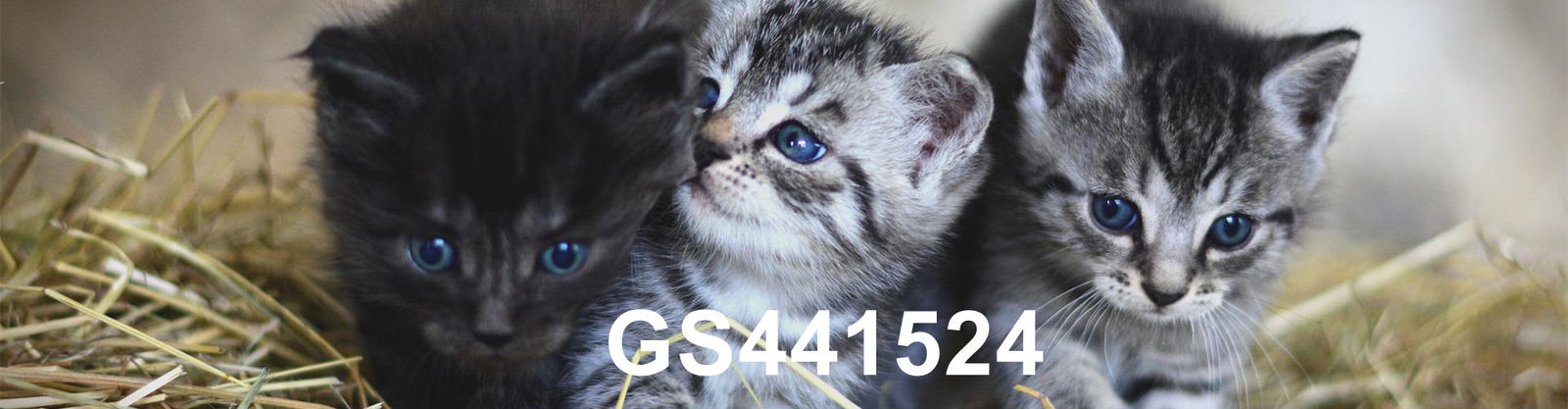 ποιότητας Gs-441524 εργοστάσιο